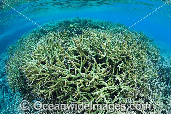 Milne Bay Coral Reef photo