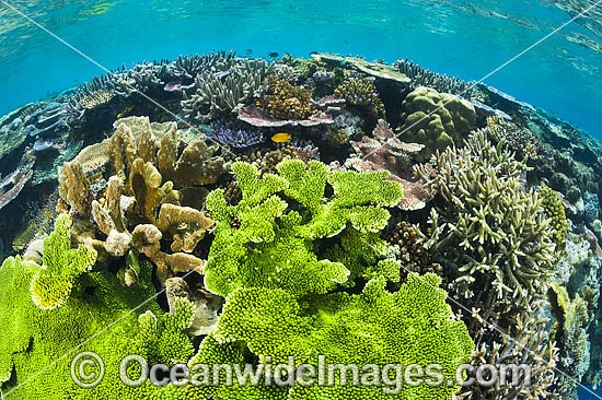 Coral Reef Papua New Guinea photo
