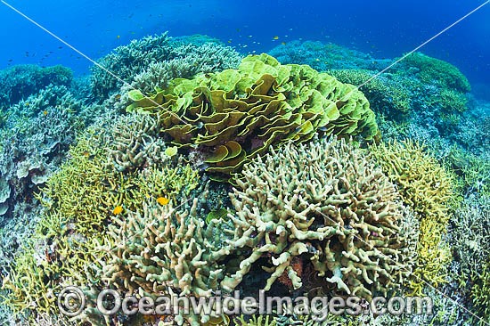Coral Reef Papua New Guinea photo