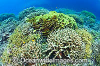 Coral Reef Papua New Guinea Photo - Gary Bell