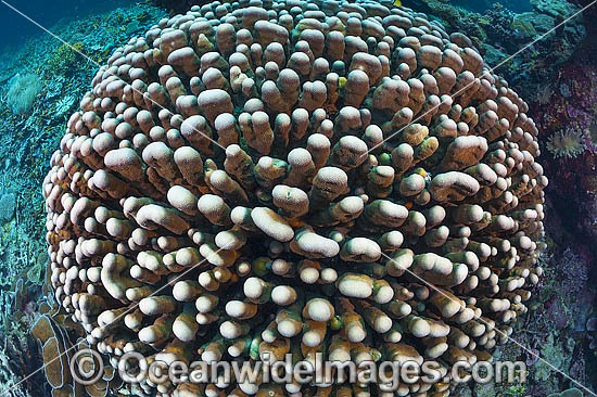 Underwater Coral Reef Seascape photo