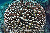 Underwater Coral Reef Seascape Photo - Gary Bell