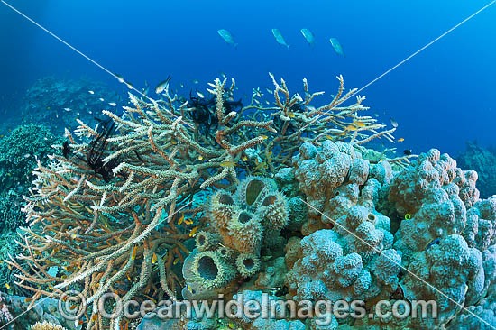 Underwater Coral Reef Seascape photo