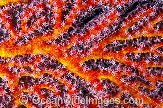 Gorgonian Fan Coral detail photo