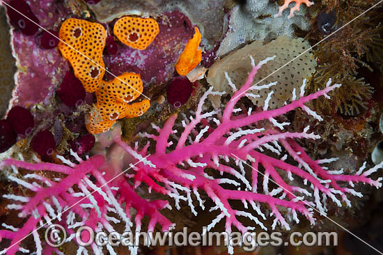 Lace Coral photo