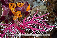 Lace Coral Photo - Gary Bell