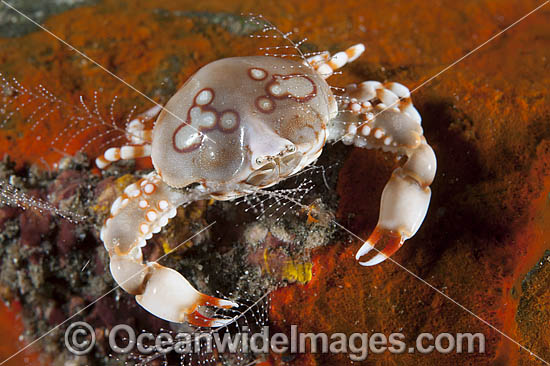 Pebble Crab photo