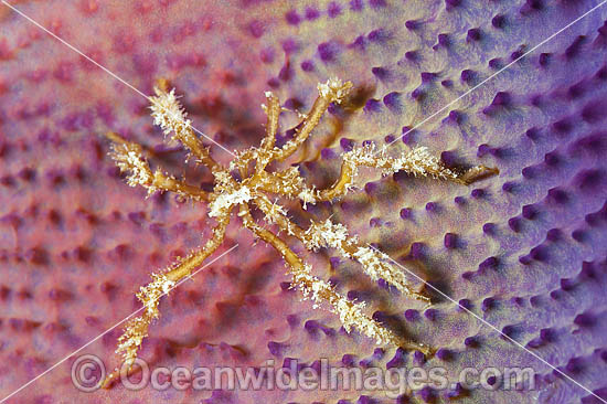 Spider Crab on sponge photo