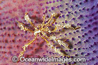 Spider Crab on sponge Photo - Gary Bell
