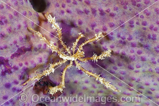 Spider Crab on Elephant Ear Sponge photo
