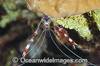 Shrimp prepares to shed shell Photo - Gary Bell