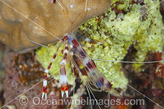 Shrimp beginning to shed shell photo