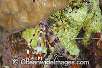 Shrimp beginning to shed shell Photo - Gary Bell