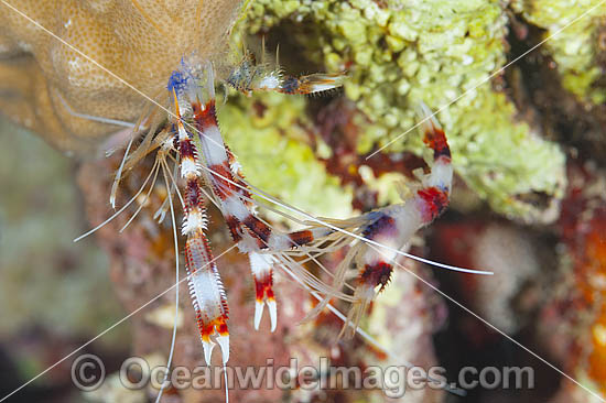 Shrimp emerges from shell photo
