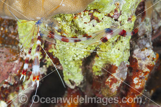 Shrimp emerged from shell photo