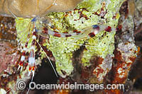 Shrimp emerged from shell Photo - Gary Bell