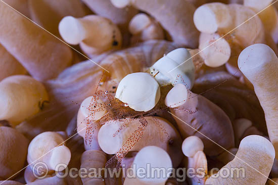 Shrimp on Mushroom coral photo