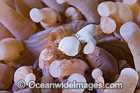 Shrimp on Mushroom coral Photo - Gary Bell