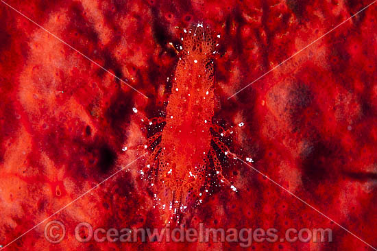 Shrimp on Red Sponge photo