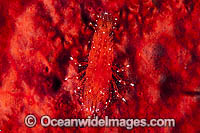 Shrimp on Red Sponge Photo - Gary Bell