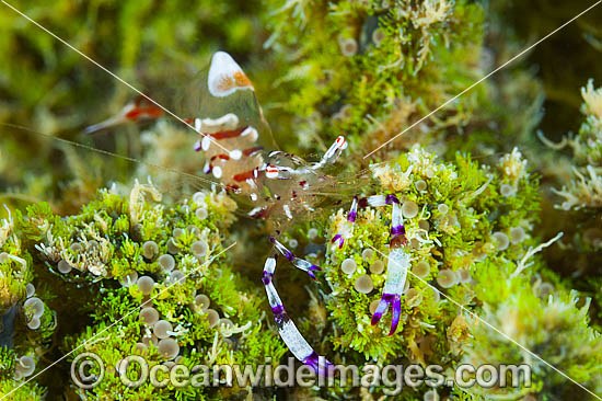 Shrimp on Anemone photo