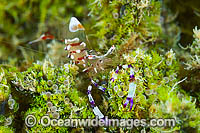 Shrimp on Anemone Photo - Gary Bell