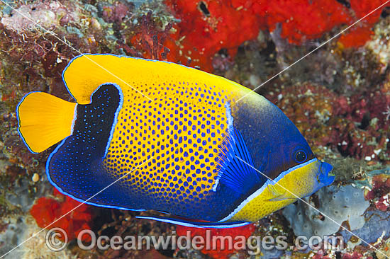 Majestic Angelfish Great Barrier Reef photo