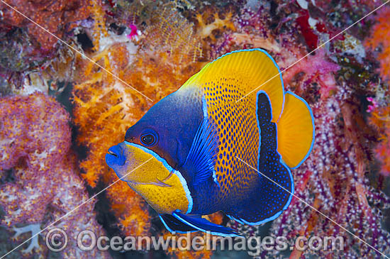 Angelfish and Soft Coral photo Angelfish and Soft Coral photo