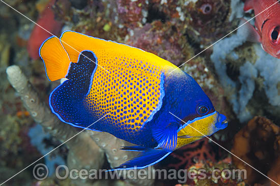 Majestic Angelfish Great Barrier Reef photo Majestic Angelfish Great Barrier Reef photo