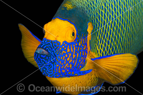 Blue-face Angelfish and reef photo Blue-face Angelfish and reef photo