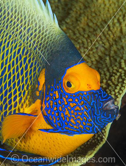 Angelfish and coral photo