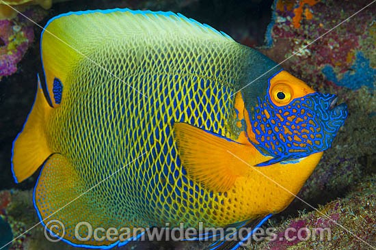 Blue-face Angelfish (Pomacanthus xanthometopon). Also known as Yellow-mask Angelfish. Found throughout Indo-West Pacific, including Great Barrier Reef, Australia. Photo - Gary Bell