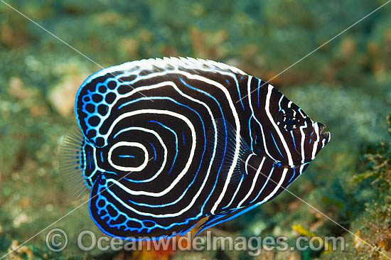 Emperor Angelfish Pomacanthus imperator photo