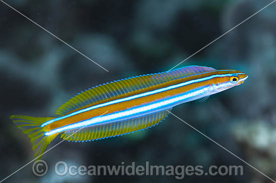 Blue-lined Sabretooth Blenny (Plagiotremus rhinorynchos). Also known as Tube-worm Blenny. Found throughout the Indo-West Pacific, including the Great Barrier Reef, Australia. Blue-lined Sabretooth Blenny (Plagiotremus rhinorynchos). Also known as Tube-worm Blenny. Found throughout the Indo-West Pacific, including the Great Barrier Reef, Australia.