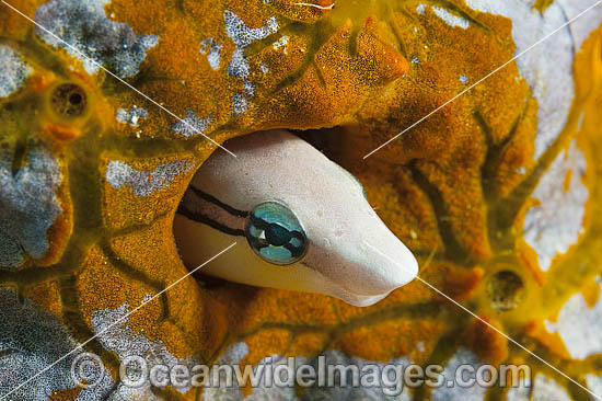 Slender Sabretooth Blenny photo