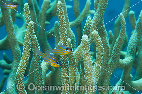 Blue-lined Cardinalfish (Apogon cyanosoma), sheltering amongst acropora coral. Also known as Orange-lined Cardinalfish. Found throughout the Indo-West Pacific, including the Great Barrier Reef, Australia. Photo - Gary Bell Blue-lined Cardinalfish (Apogon cyanosoma), sheltering amongst acropora coral. Also known as Orange-lined Cardinalfish. Found throughout the Indo-West Pacific, including the Great Barrier Reef, Australia. Photo - Gary Bell