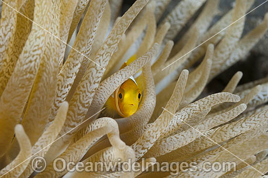 Clark's Anemonefish in anemone photo