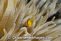 Clark's Anemonefish in anemone Photo - Gary Bell