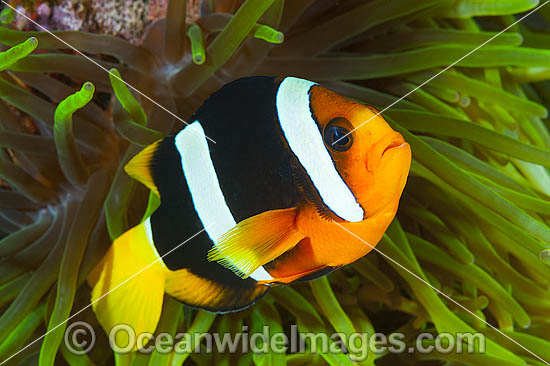 Clark's Anemonefish (Amphiprion clarkii), in a sea anemone. Found throughout Indo-West Pacific, including the Great Barrier Reef, Australia. Geographically highly variable in colour and form. Photo taken at Papua New Guinea. Within the Coral Triangle. Photo - Gary Bell