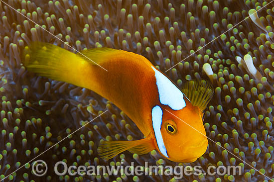White-bonnet Anemonefish photo White-bonnet Anemonefish photo