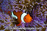 Eastern Clownfish Amphiprion percula Photo - Gary Bell