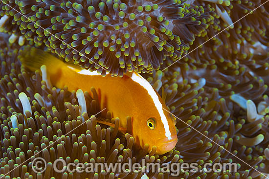 Orange Anemonefish Amphiprion sandaracinos photo