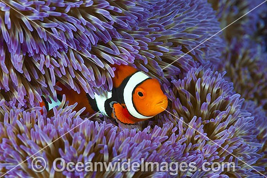 Eastern Clownfish (Amphiprion percula), in a sea anemone. Also known as Eastern Anemonefish or Clown Anemonefish. Found from northern Papua New Guinea to the Solomon Islands and northern Great Barrier Reef, Australia. Photo - Gary Bell