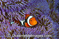 Eastern Clownfish Amphiprion percula Photo - Gary Bell