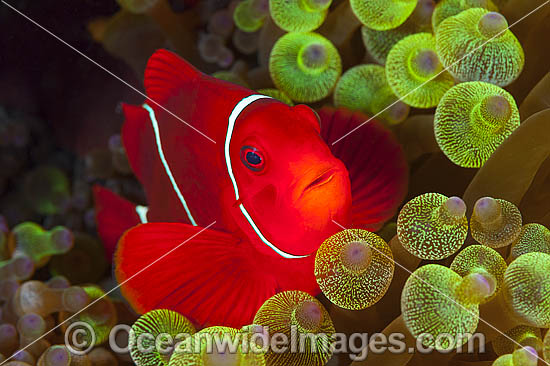 Spine-cheek Anemonefish (Premnas biaculeatus). Found in association with sea anemones throughout the Indo-Pacific, including northern Great Barrier Reef, Australia. Photo taken in Papua New Guinea. Within the Coral Triangle. Photo - Gary Bell