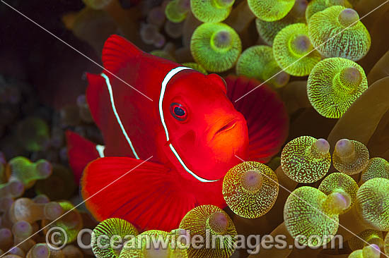 Spine-cheek Anemonefish in anemone photo Spine-cheek Anemonefish in anemone photo