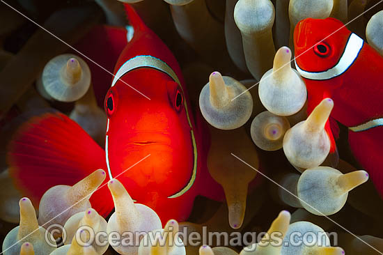 Spine-cheek Anemonefish (Premnas biaculeatus). Found in association with sea anemones throughout the Indo-Pacific, including northern Great Barrier Reef, Australia. Photo taken in Papua New Guinea. Within the Coral Triangle. Photo - Gary Bell