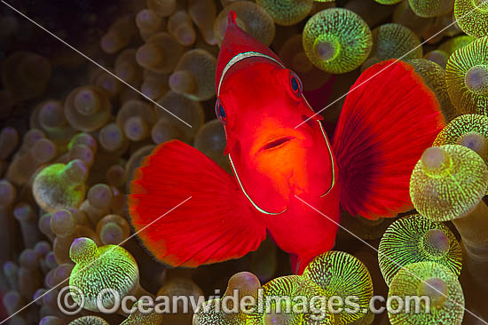 Spine-cheek Anemonefish in anemone photo