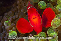 Spine-cheek Anemonefish in anemone Photo - Gary Bell