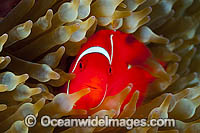 Spine-cheek Anemonefish Premnas biaculeatus Photo - Gary Bell